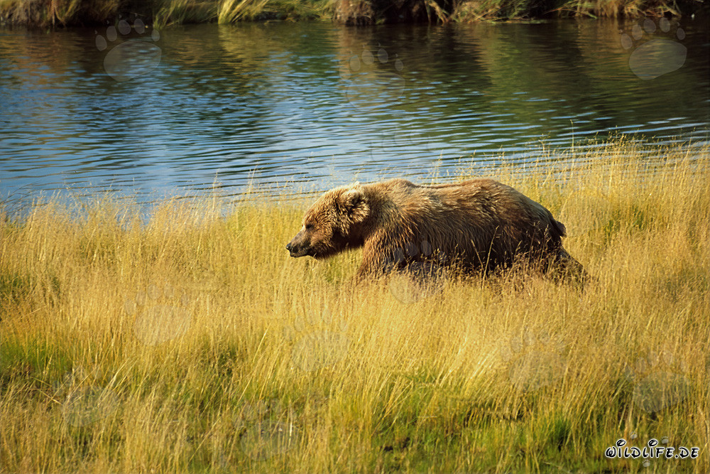 Oso pardo en busca de salmones en las altas hierbas del río