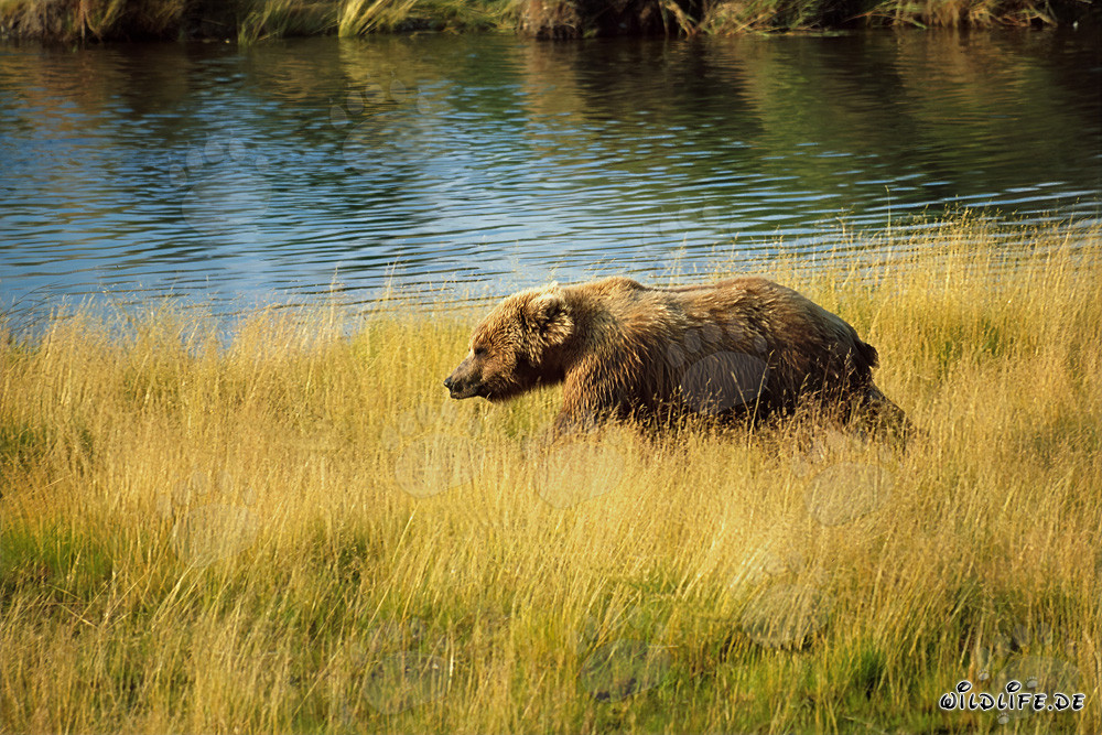 Ours brun à la recherche de saumon dans les hautes herbes de la rivière