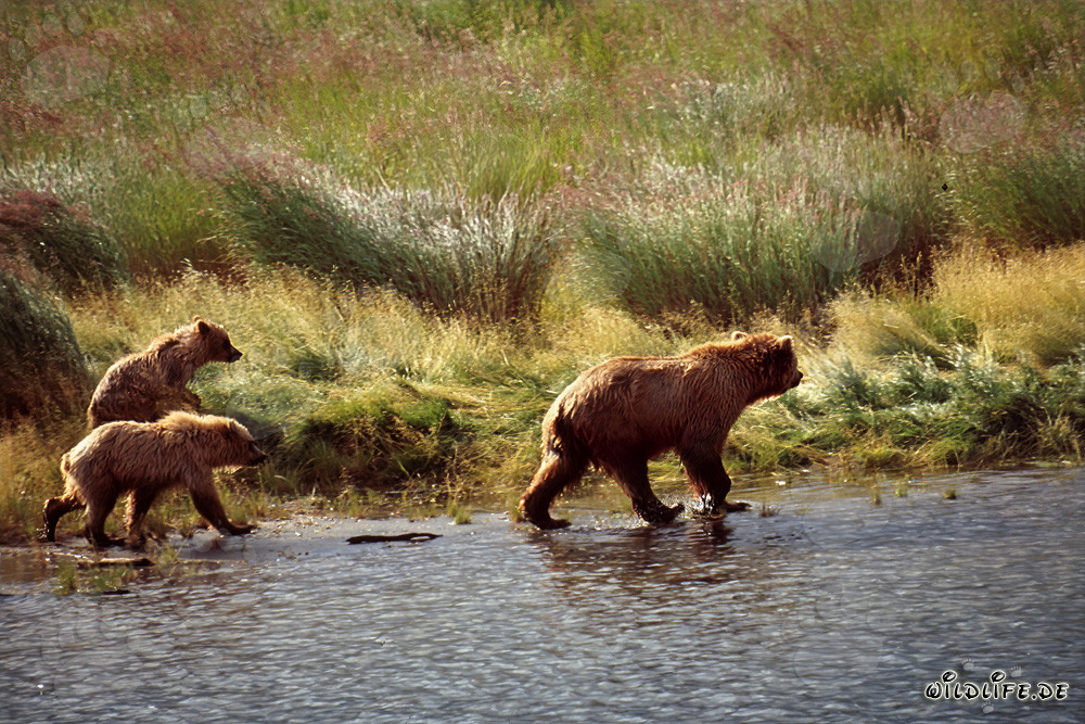 Fascinating Encounter: Three Wandering Brown Bears on the Brooks River