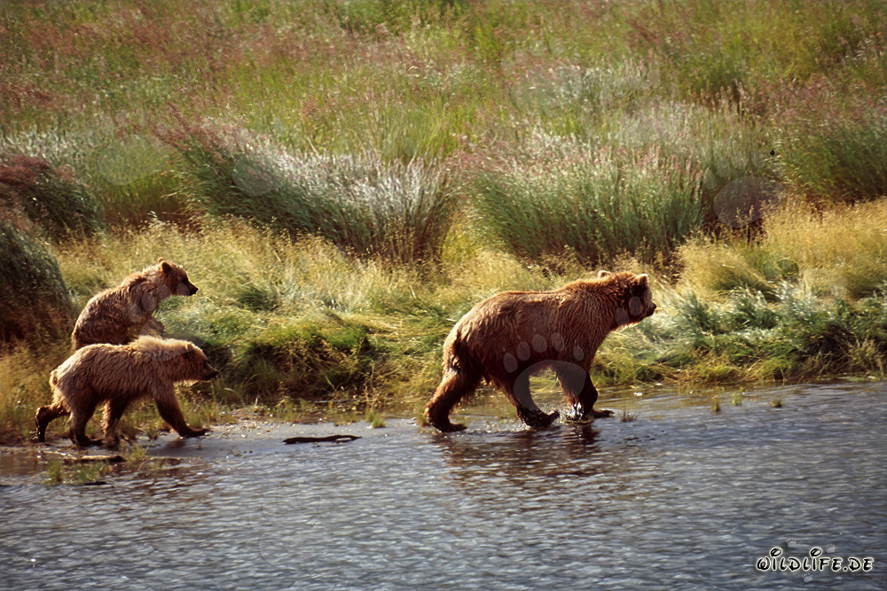 Encuentro fascinante: Tres osos pardos errantes en el río Brooks