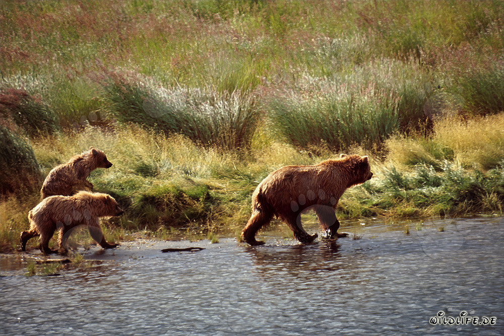 Rencontre fascinante : Trois ours bruns errants au Brooks River
