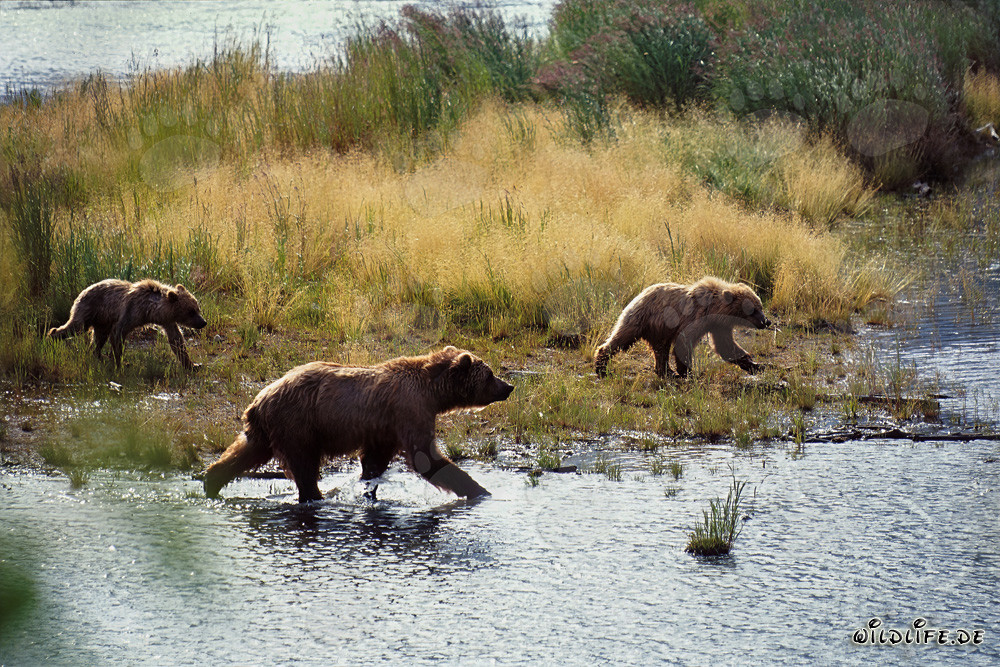 Braunbärenfamilie beim Fischfang am malerischen Brooks River in Alaska