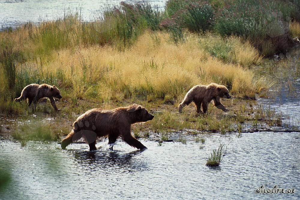 Famiglia di orsi bruni che pescano lungo il pittoresco fiume Brooks in Alaska