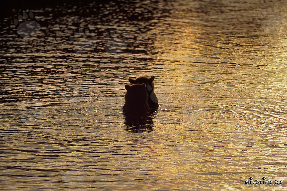Braunbären beim Lachsfang im zauberhaften Abendlicht am Brooks River, Katmai Nationalpark, Alaska