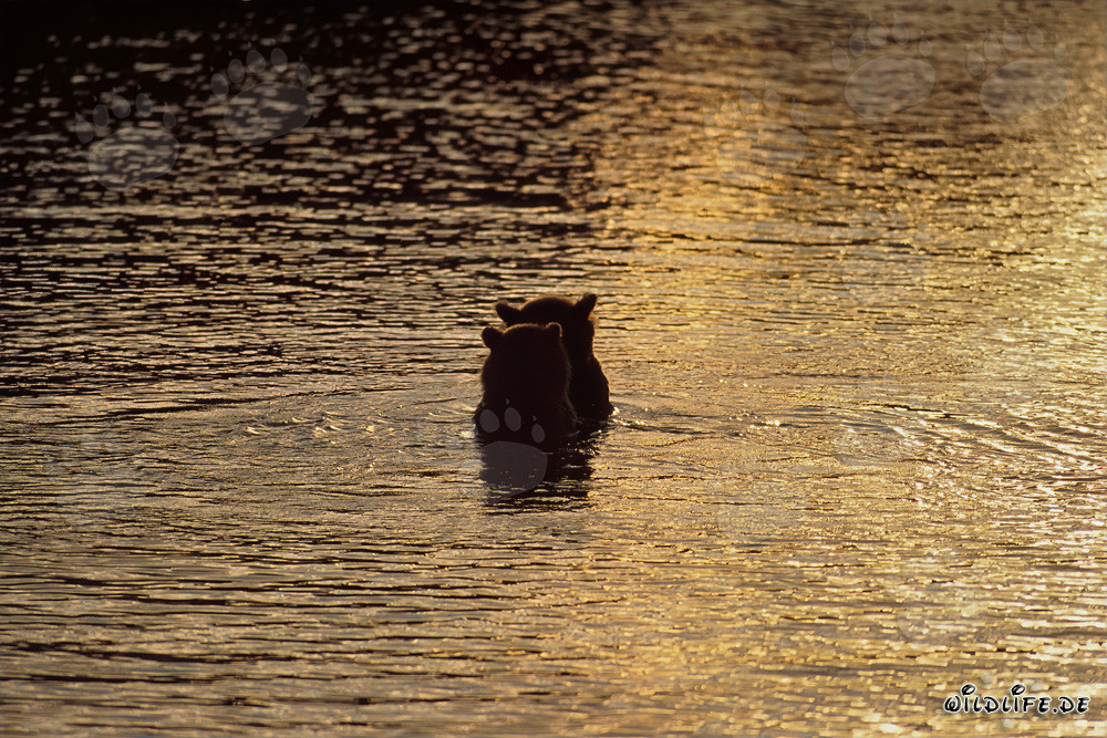 Brown bears catching salmon in the enchanting evening light at Brooks River, Katmai National Park, Alaska