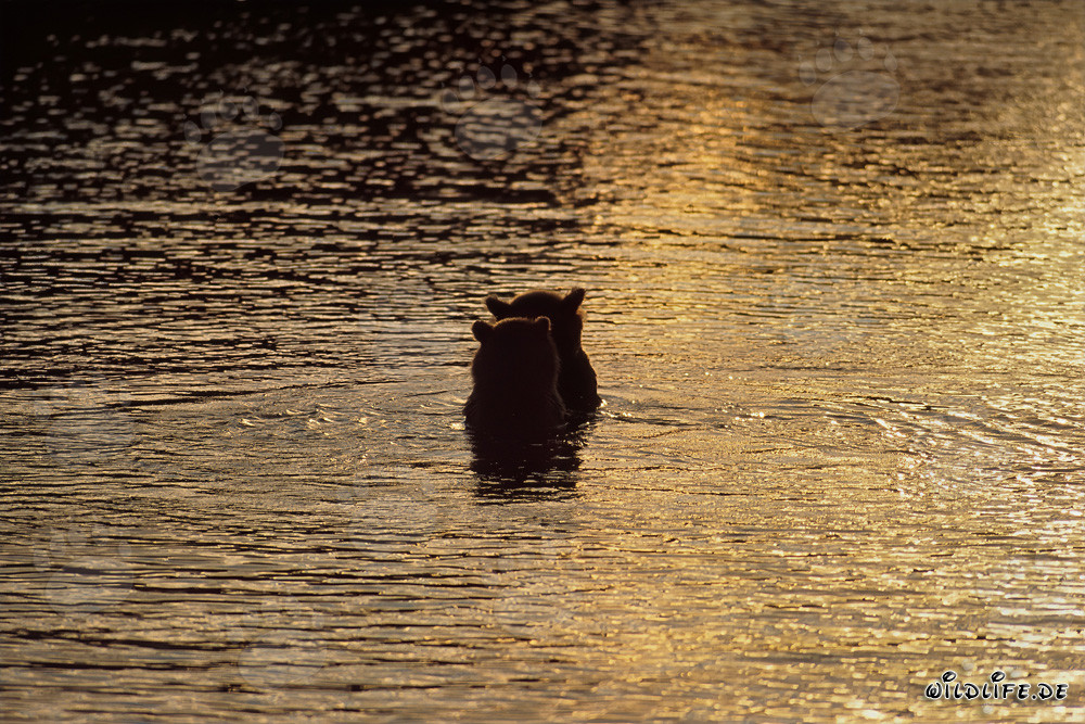 Orsi bruni che pescano salmoni nella magica luce serale sul fiume Brooks, Parco Nazionale di Katmai, Alaska