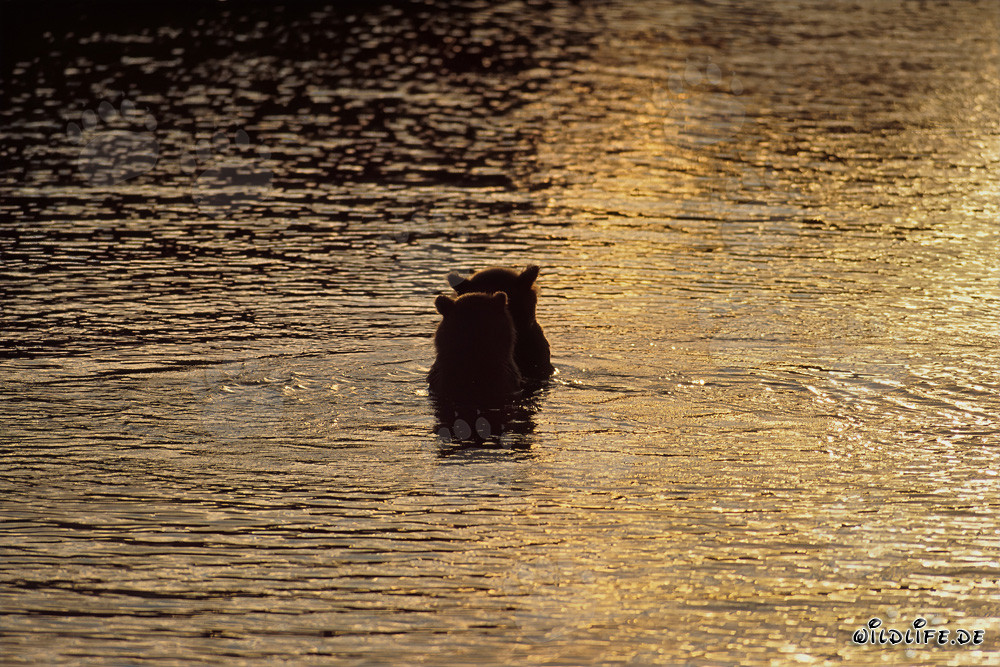 Osos pardos pescando salmones en la mágica luz de la tarde en el río Brooks, Parque Nacional Katmai, Alaska