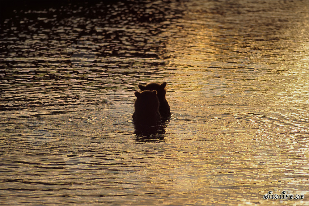 Ours bruns pêchant des saumons dans la lumière du soir magique sur la rivière Brooks, parc national de Katmai, Alaska