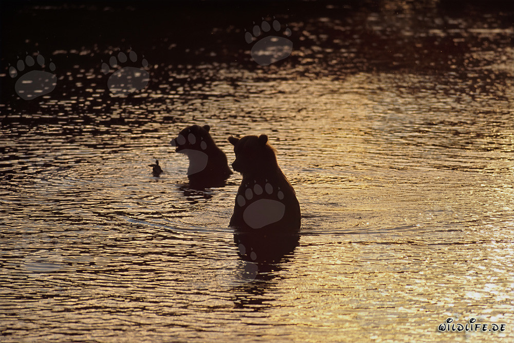 Braunbären jagen Lachse im Abendlicht
