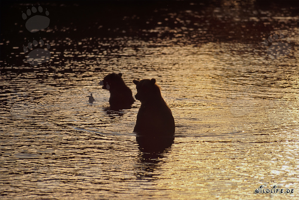 Osos pardo cazando salmones en la luz de la tarde