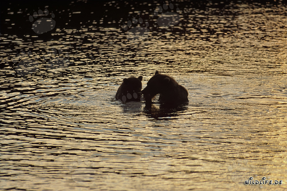 Braunbären in der Abendsonne am Brooks River in Alaska