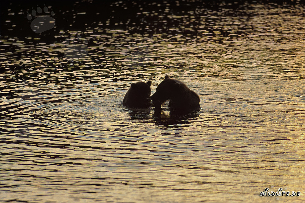 Brown bears in the evening sun at Brooks River in Alaska