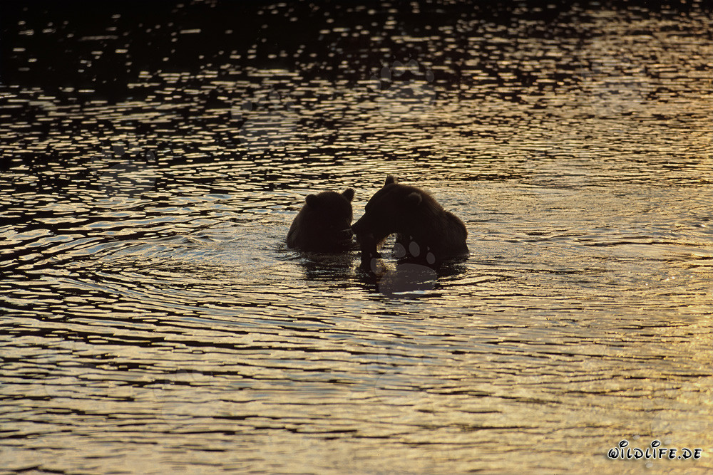 Orsi bruni al tramonto sul fiume Brooks in Alaska