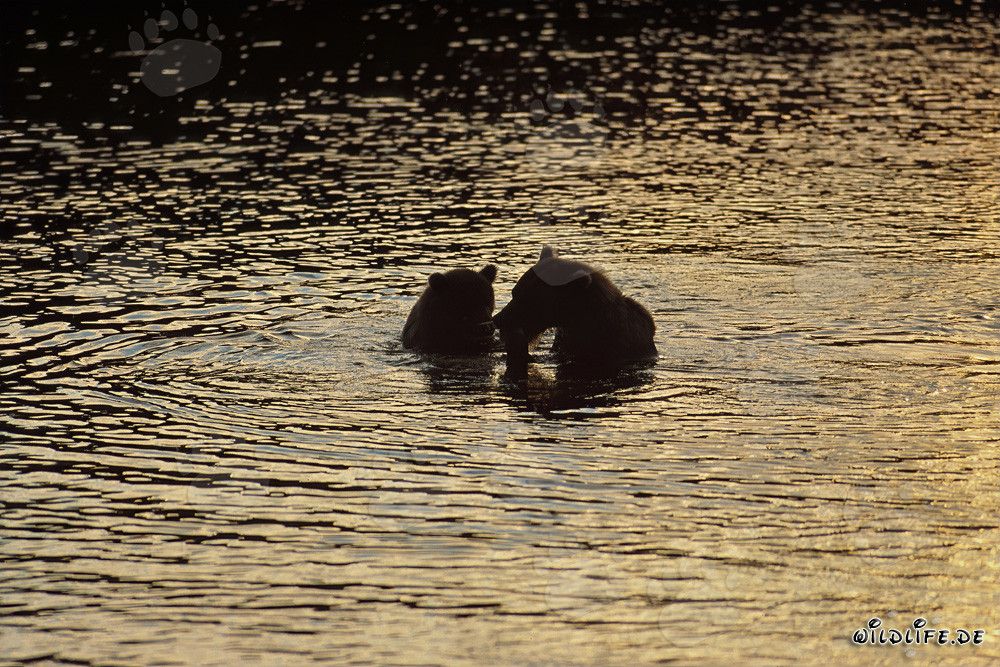 Osos pardos en el sol de la tarde en el río Brooks en Alaska