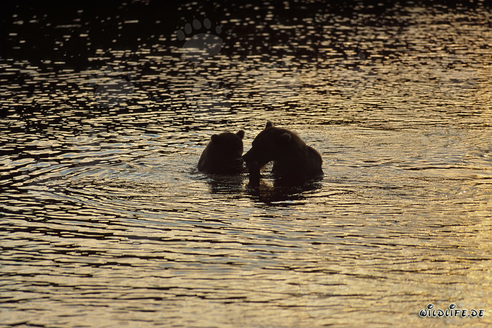Ours bruns au coucher du soleil sur la rivière Brooks en Alaska