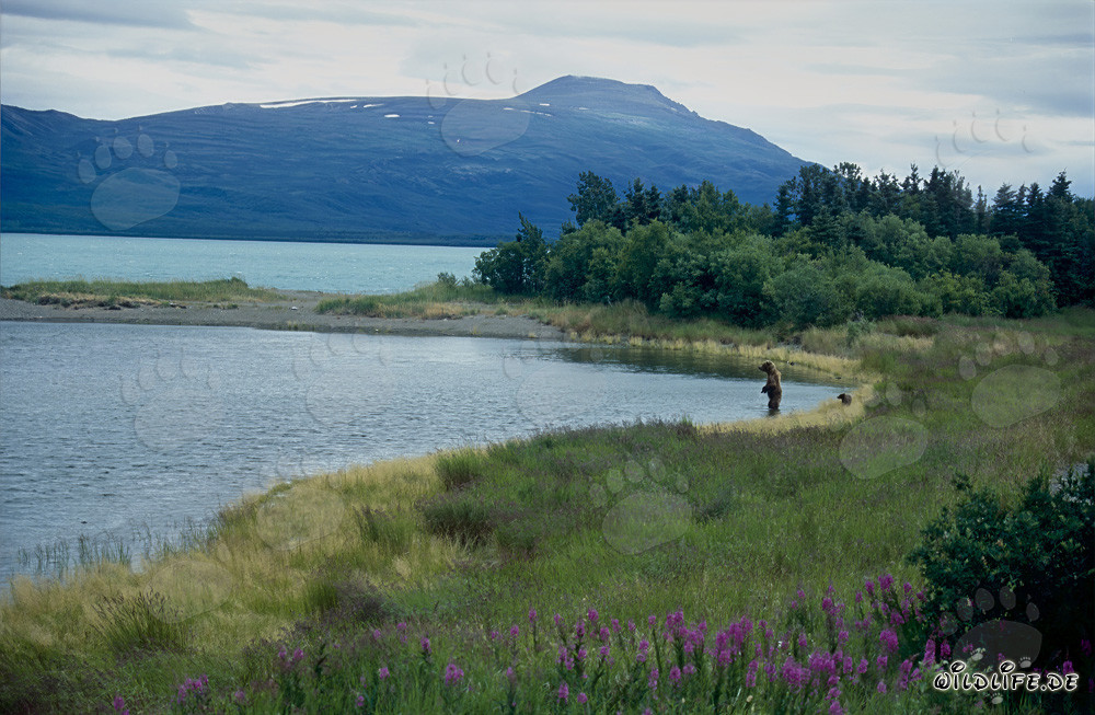 Brown bear with cub at Naknek Lake