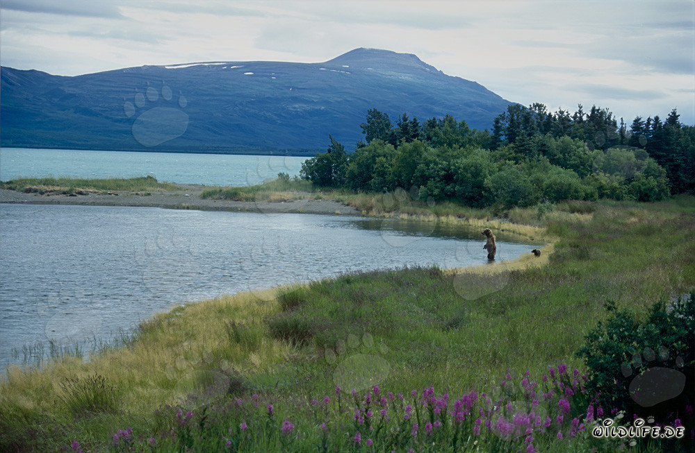 Orsa bruna con orsetto al lago Naknek