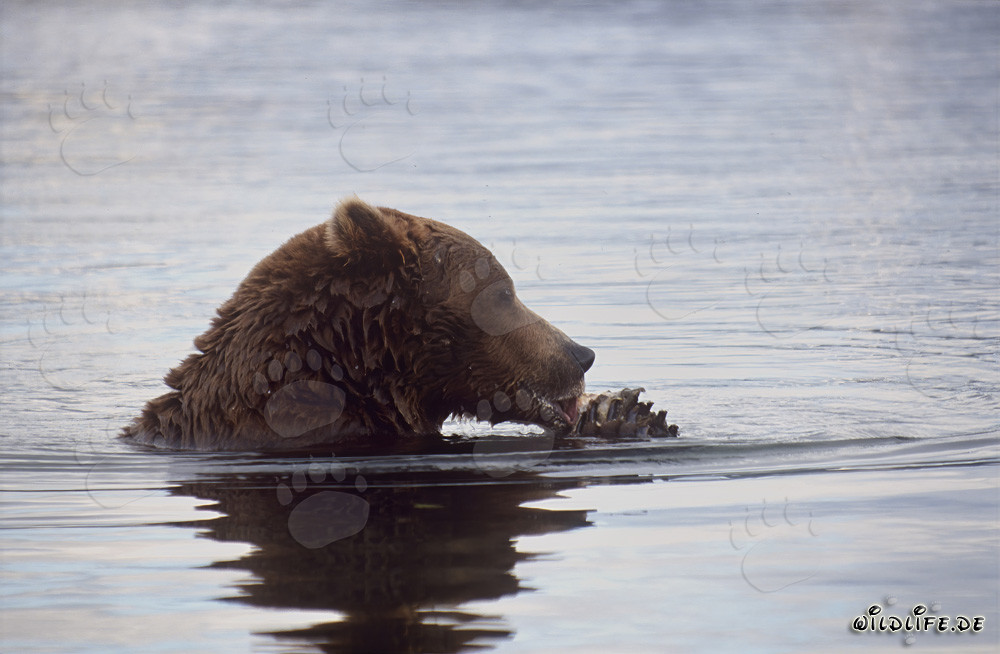 Orso bruno mangia salmoni nel pittoresco fiume Brooks in Alaska