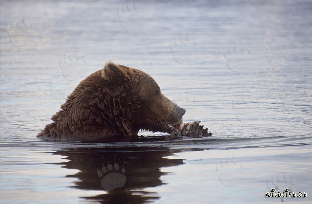 Ours brun mange du saumon dans la pittoresque rivière Brooks en Alaska