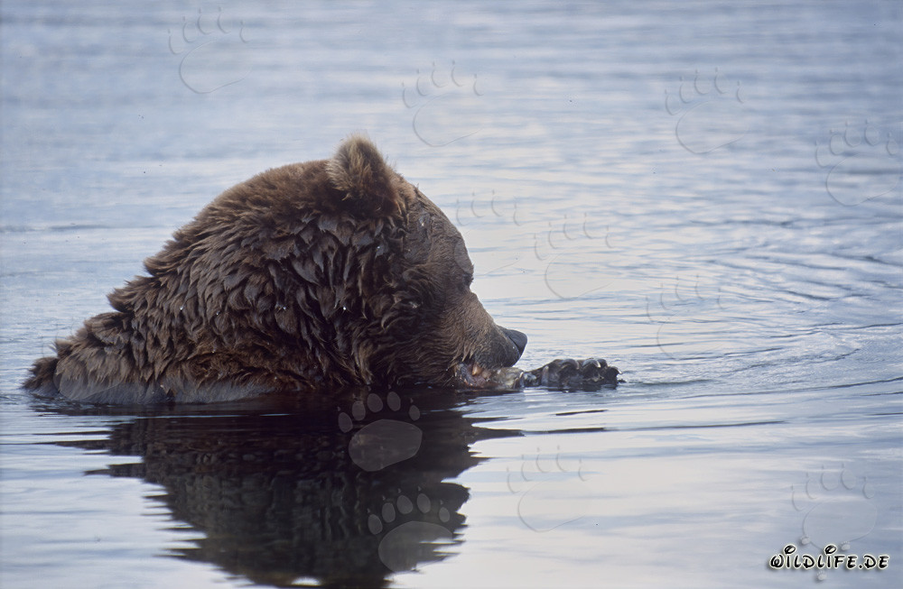 Braunbär beim Fischen im Brooks River in Alaska