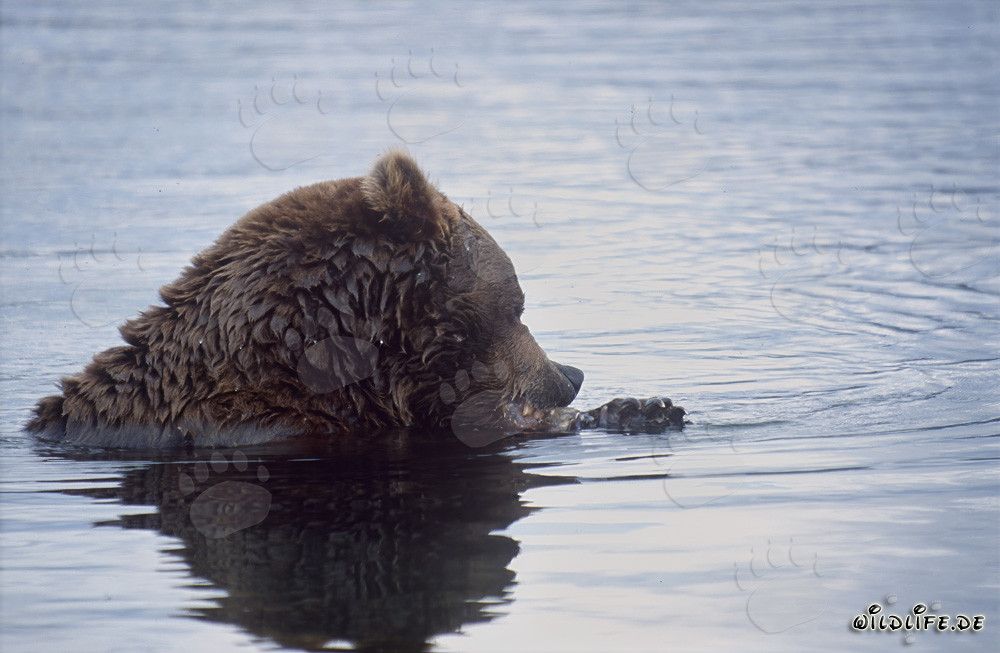 Brown Bear Fishing in Brooks River, Alaska