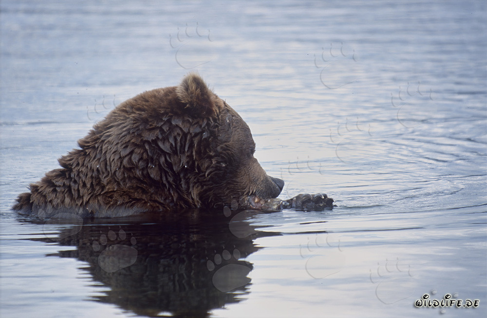 Oso pardo pescando en el río Brooks en Alaska
