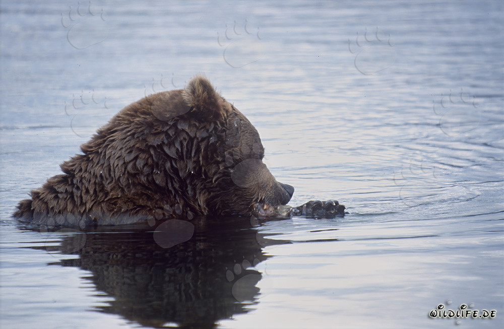 Ours brun pêchant dans la rivière Brooks en Alaska