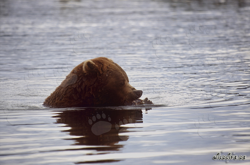 Braunbär beim Lachsfang im Brooks River