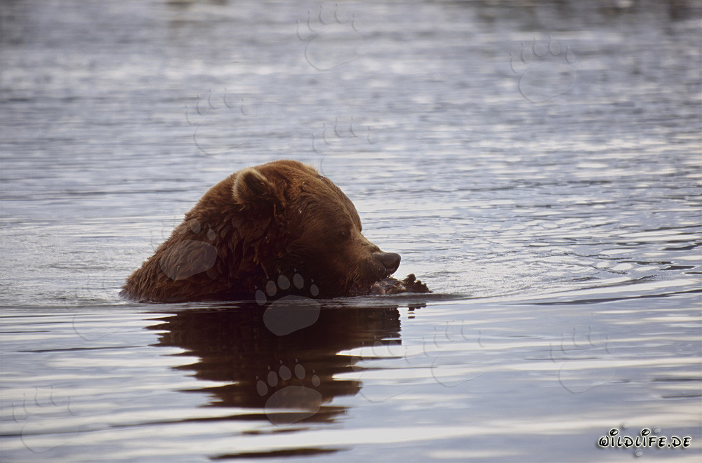 Brown Bear Catching Salmon in Brooks River