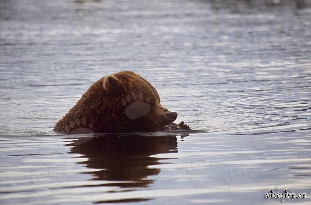 Orso bruno che pesca il salmone nel fiume Brooks