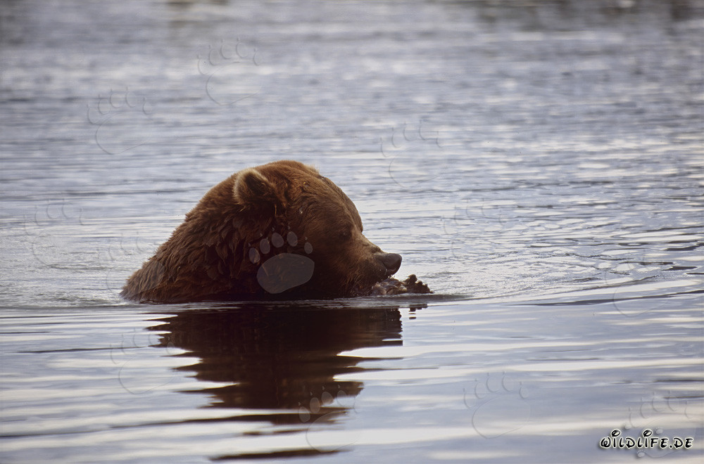 Oso pardo pescando salmón en el río Brooks