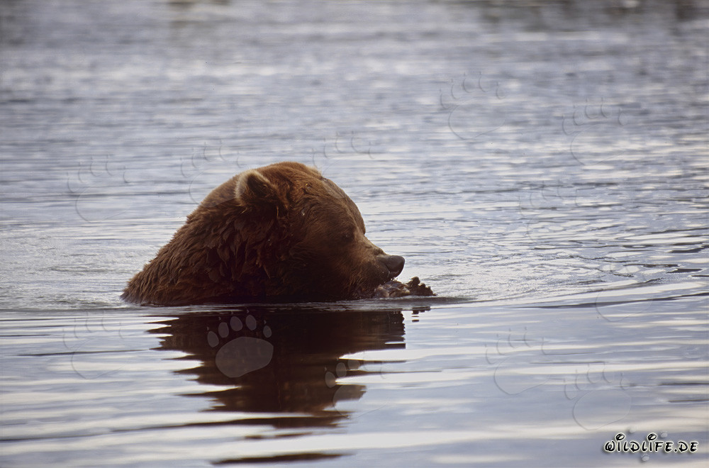 Ours brun pêchant le saumon dans la rivière Brooks