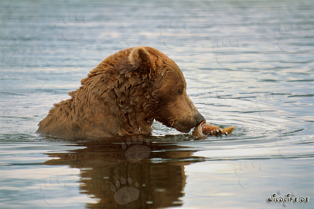 Brown bear with salmon at Brooks River in Alaska