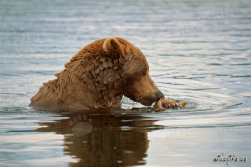 Oso pardo con salmón en el río Brooks en Alaska