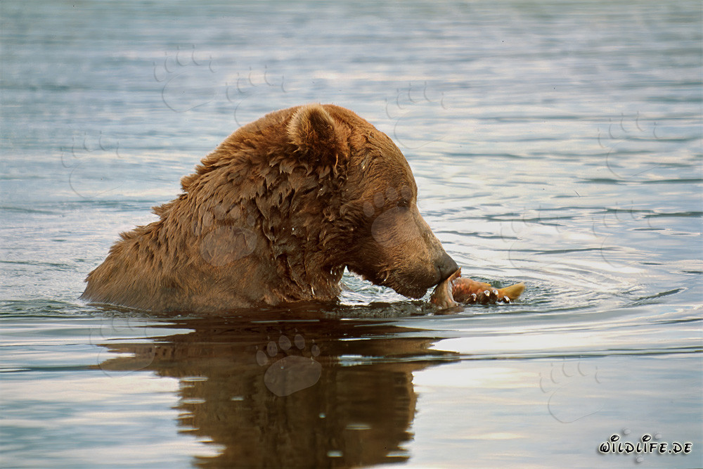 Ours brun avec un saumon à la rivière Brooks en Alaska