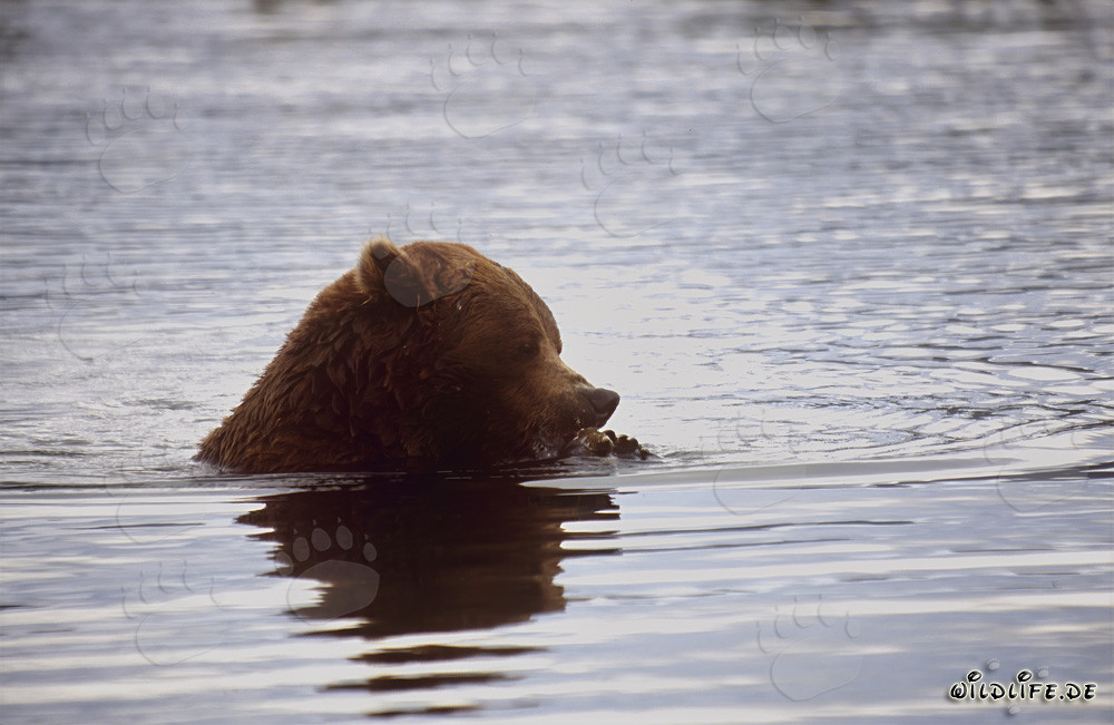 Brown Bear Fishing for Salmon in River