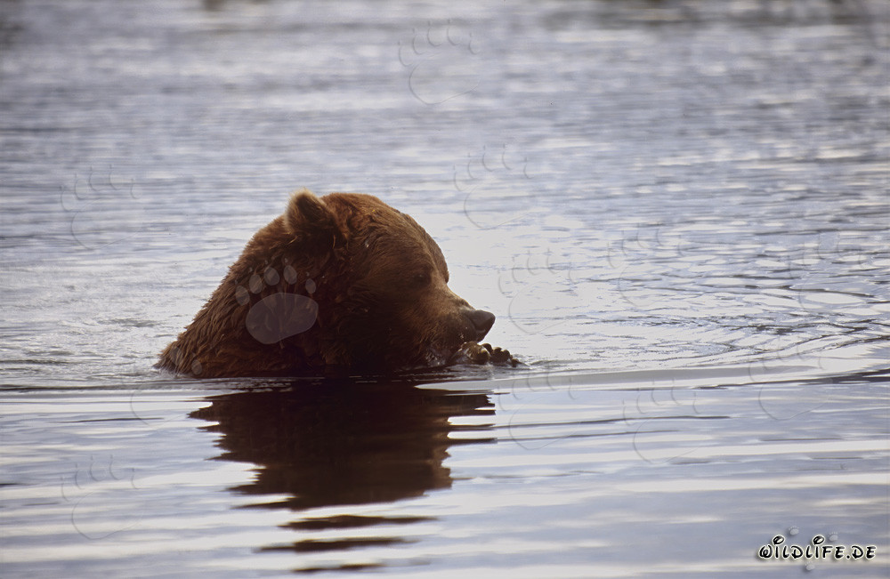 Orso bruno che pesca salmoni nel fiume