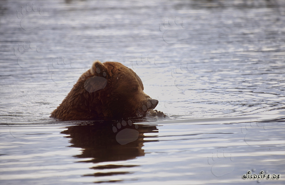 Ours brun pêchant le saumon dans la rivière