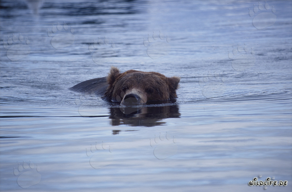Brown bear swimming in the picturesque Brooks River in Alaska