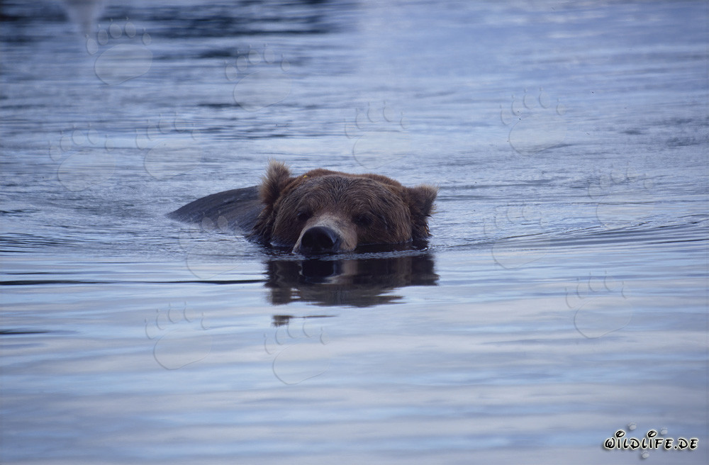 Orso bruno che nuota nel pittoresco fiume Brooks in Alaska