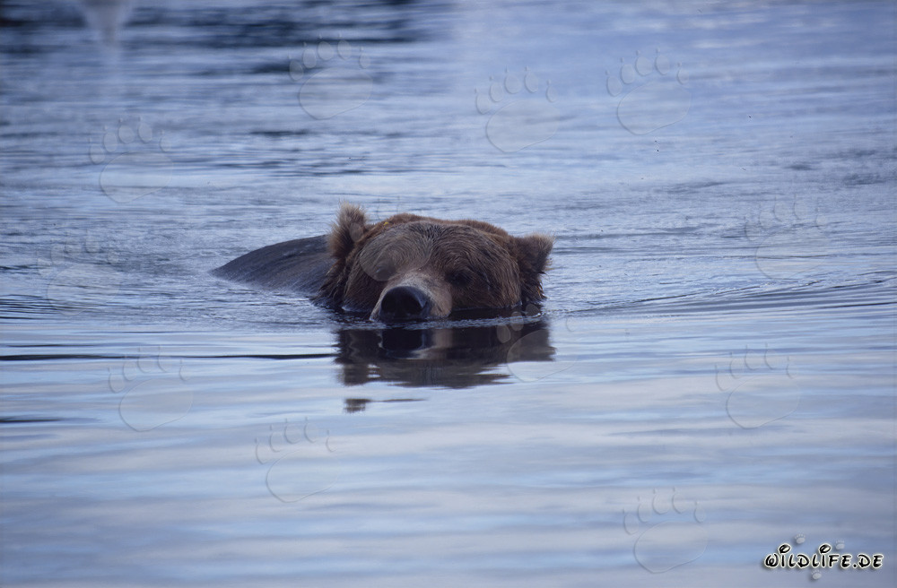 Oso pardo nadando en el pintoresco río Brooks en Alaska