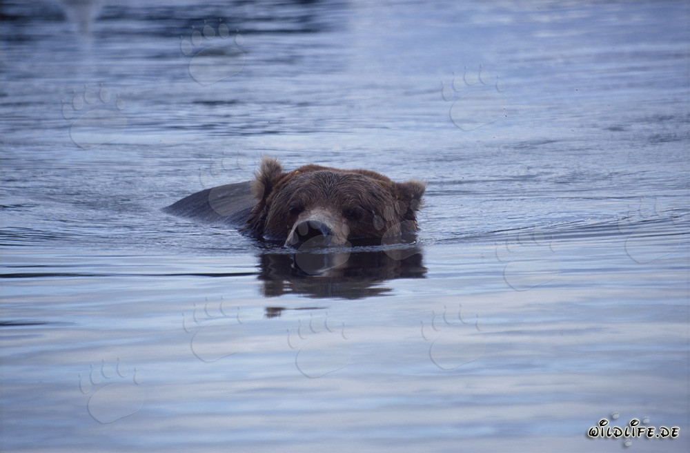 Ours brun nageant dans la pittoresque rivière Brooks en Alaska