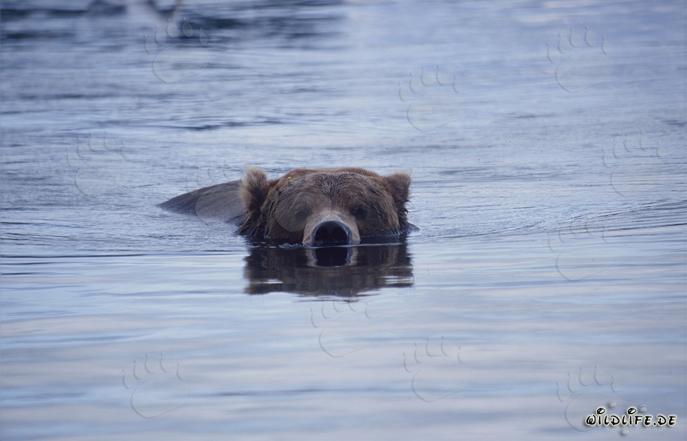 Braunbär schwimmend im Brooks River in Alaska