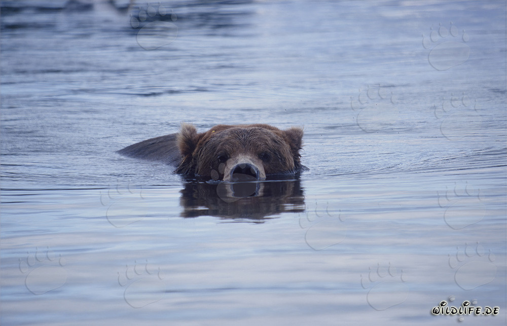 Orso bruno che nuota nel fiume Brooks in Alaska