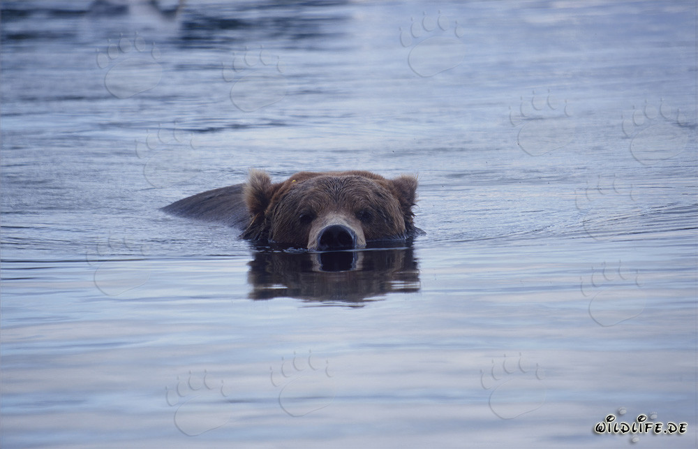 Oso pardo nadando en el río Brooks en Alaska