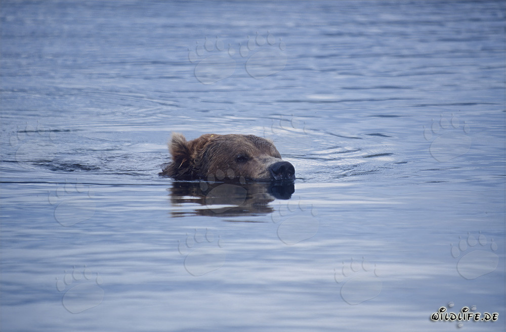 Braunbär schwimmend im Brooks River - Majestätische Wildnis Alaskas
