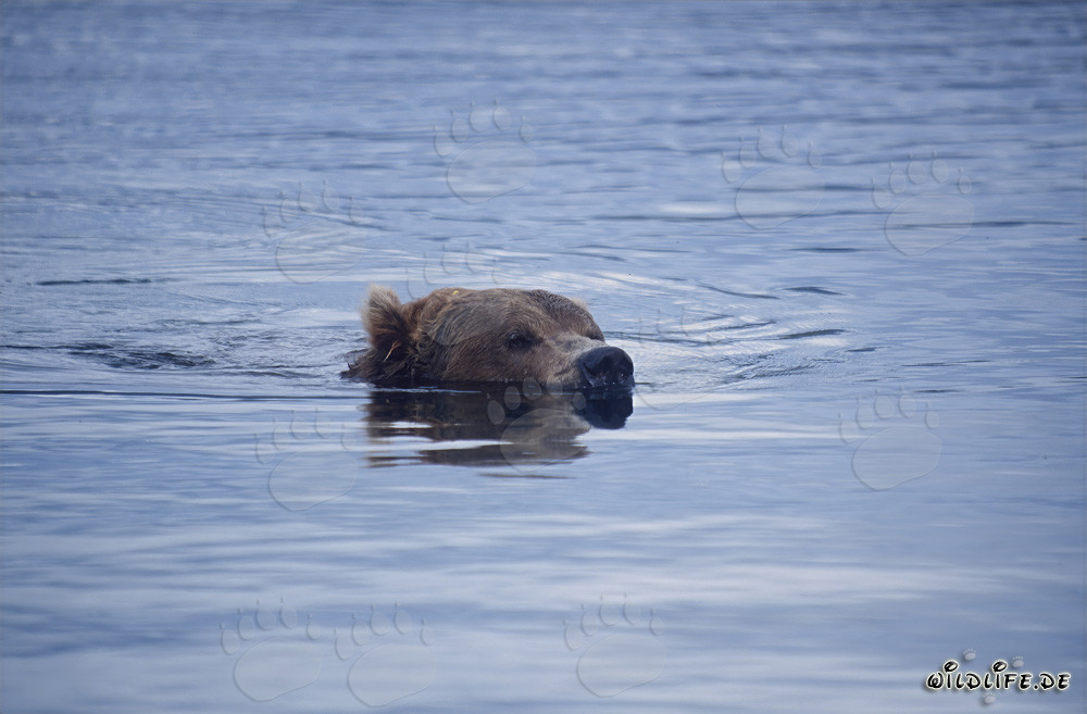 Brown bear swimming in Brooks River - Majestic Alaskan Wilderness