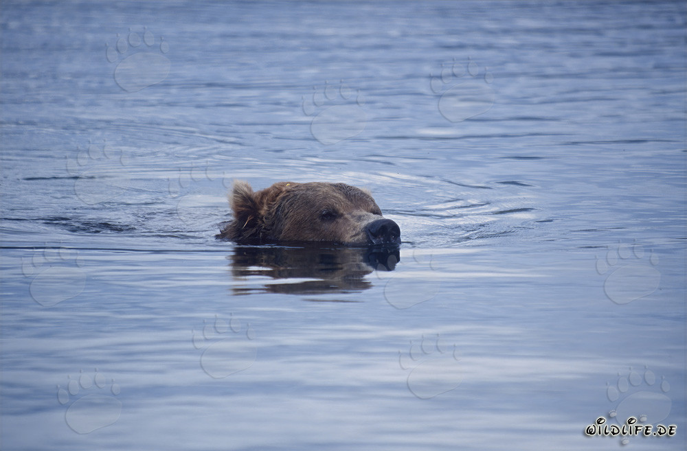Ours brun nageant dans la rivière Brooks - Nature sauvage majestueuse de l'Alaska