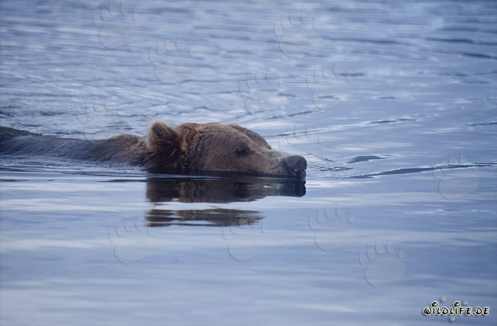 Maestoso orso bruno nuotante nel fiume Brooks in Alaska