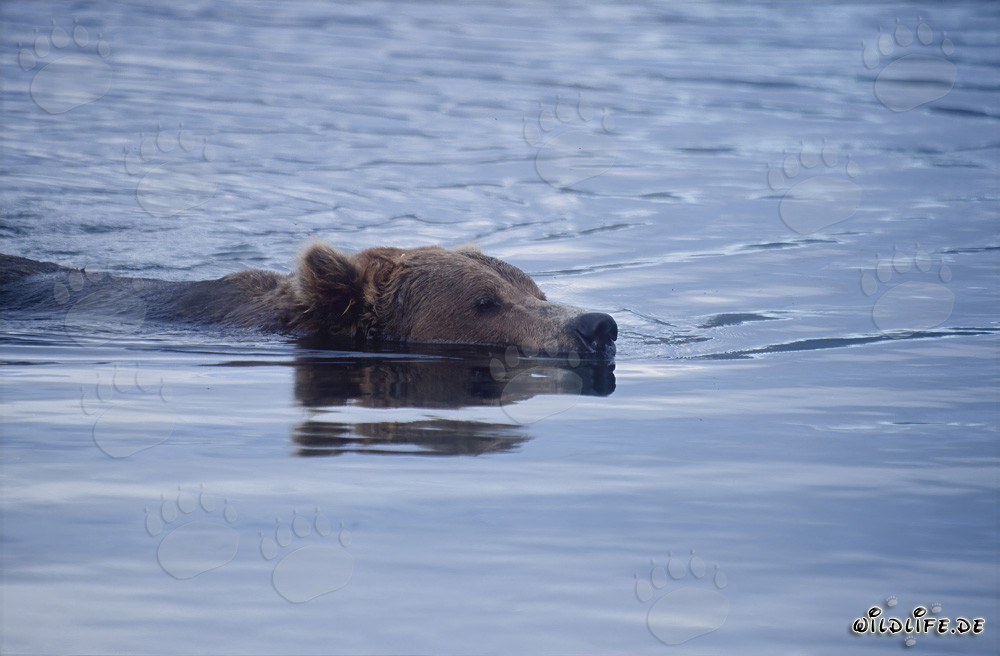 Oso pardo majestuoso nadando en el río Brooks en Alaska